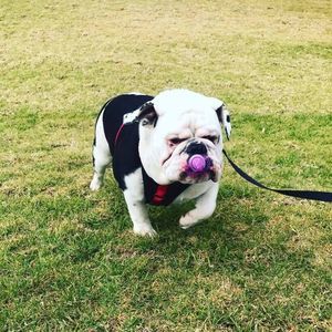 Meet your Posher, Joy